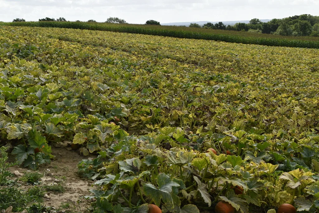 Pumpkins ripening in a Kent field (an illustrative photo, not one of the farms listed here)