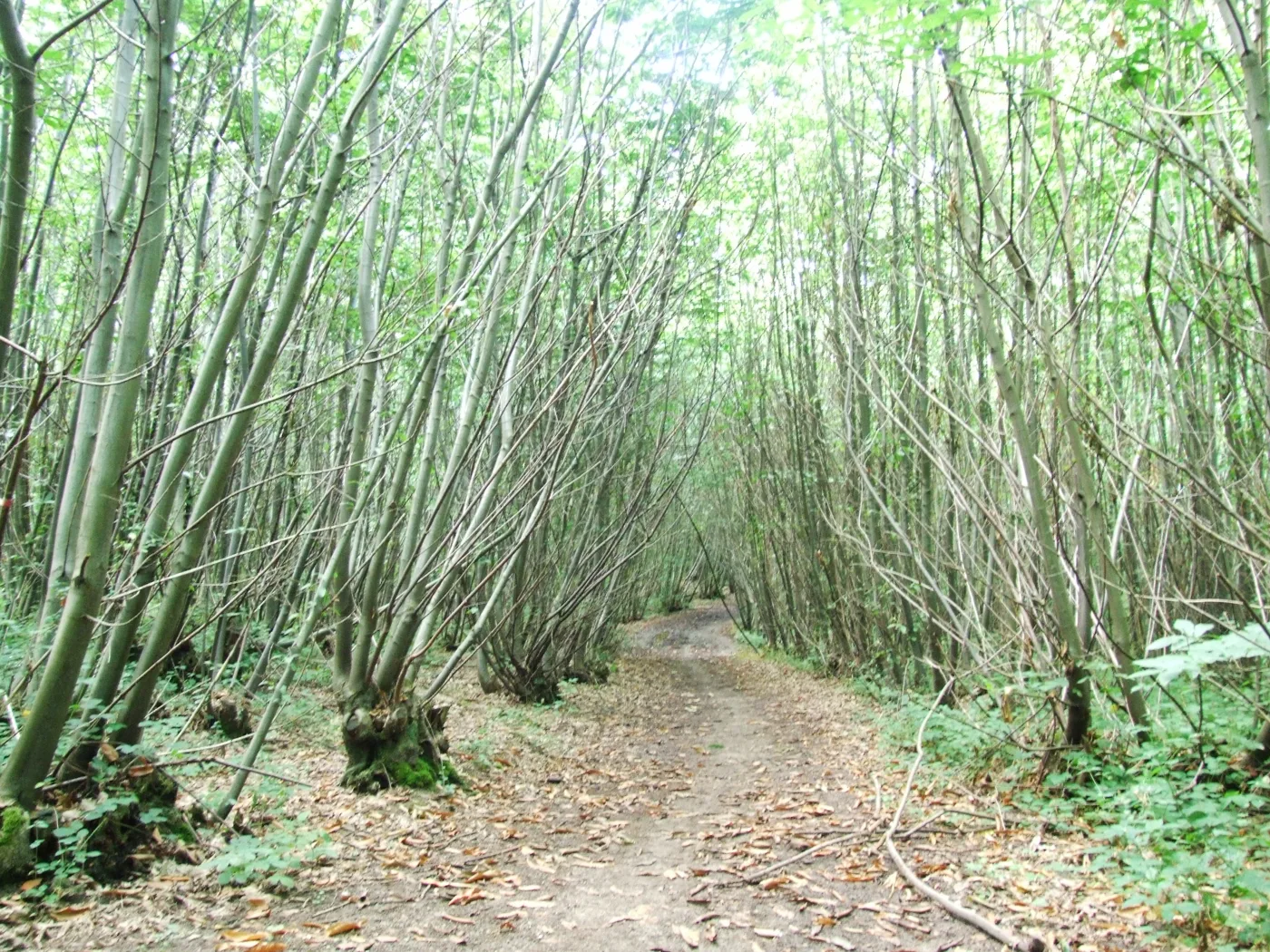 Chestnut coppice in Oaken Wood near Barming, photographed in 2013. The photograph shows the wood generally and not the specific area proposed for extraction